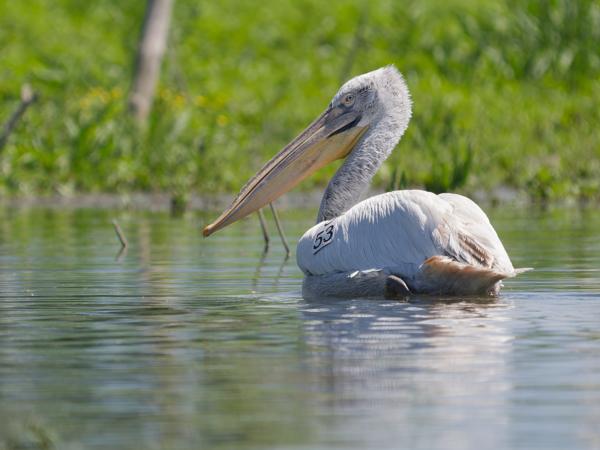 Kroeskoppelikaan (Pelecanus crispus)